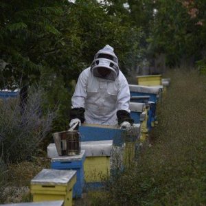В Белоградчик ще отбележат Деня на пчеларя