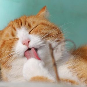 Защо не бива да целувате домашната си котка?