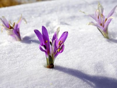 Януари 2026 г. е сред петте най-топли в историята