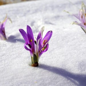 Януари 2026 г. е сред петте най-топли в историята